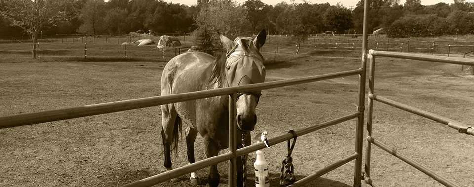 Horse tied to Long Run Ranch pen